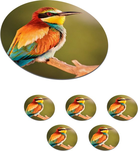 Foto: Onderzetters voor glazen rond vogels bijeneter regenboog dieren 10x10 cm glasonderzetters 6 stuks