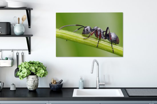 Tableau sur toile Gros plan fourmi sur tige - 60x40 cm - Décoration murale