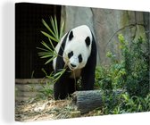Canvas Schilderij Panda - Boomstam - Grot - 120x80 cm - Wanddecoratie