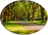 WallClassics - Dibond Ovaal - Groene Bomen in het Park - 28x21 cm Foto op Ovaal (Met Ophangsysteem)