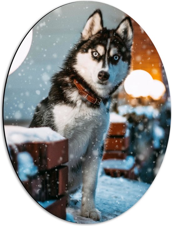 WallClassics - Dibond Ovaal - Husky met Felblauwe Ogen in de Sneeuw - 42x56 cm Foto op Ovaal (Met Ophangsysteem)