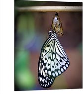 WallClassics - Dibond - Zwart met Witte Vlinder komt uit Cocon - 75x100 cm Foto op Aluminium (Met Ophangsysteem)