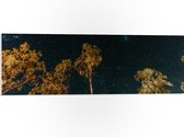 WallClassics - Panneau en mousse PVC - Arbres dans la nuit sous un ciel étoilé - Photo 90x30 cm sur panneau en mousse PVC