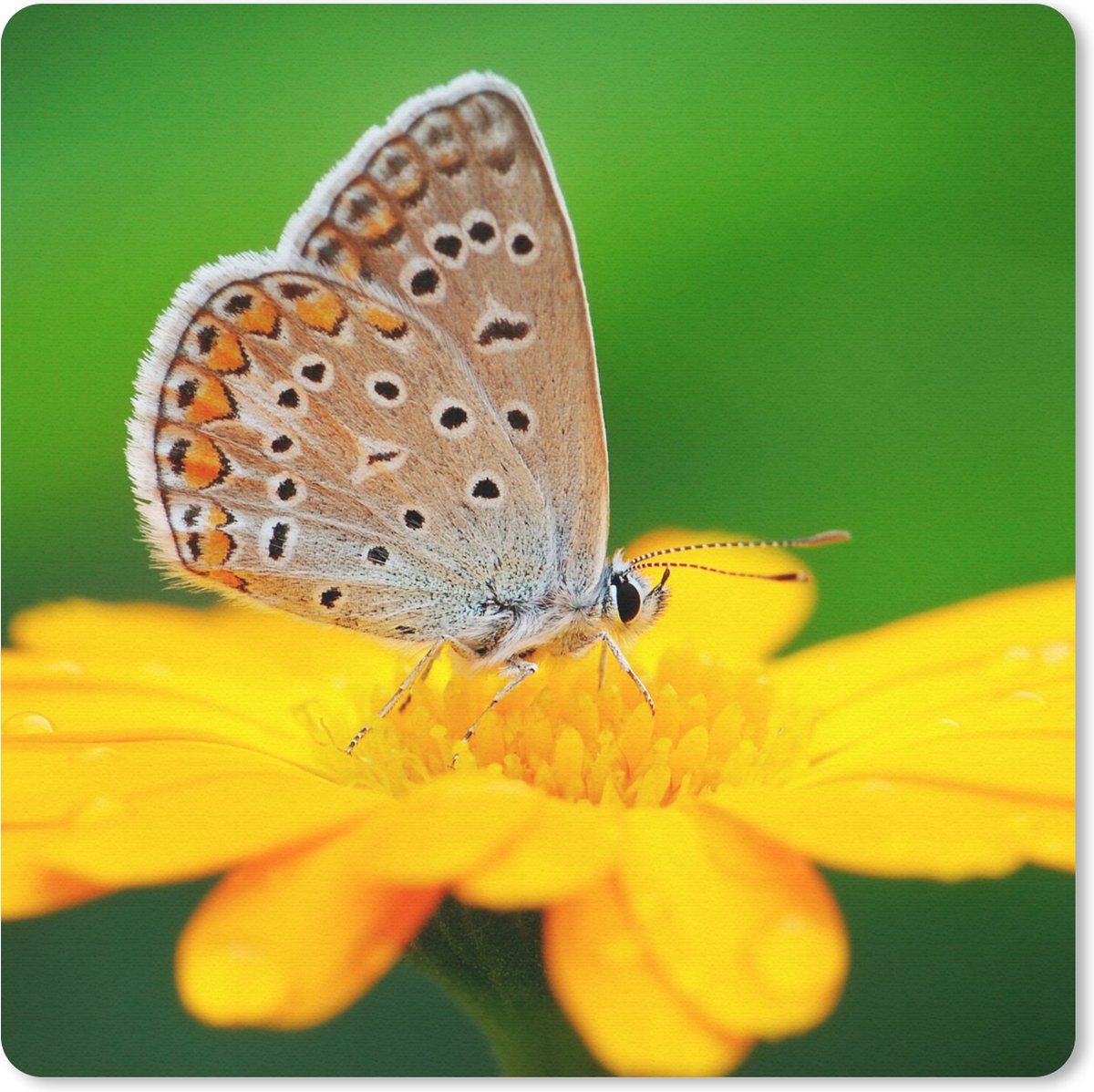 Muismat 30x30 cm - Mousepad Bloemen - Vlinder - Natuur - Muismatten