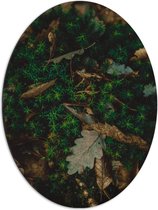 WallClassics - Dibond Ovaal - Herfstbladeren in Groen Mos - 72x96 cm Foto op Ovaal (Met Ophangsysteem)
