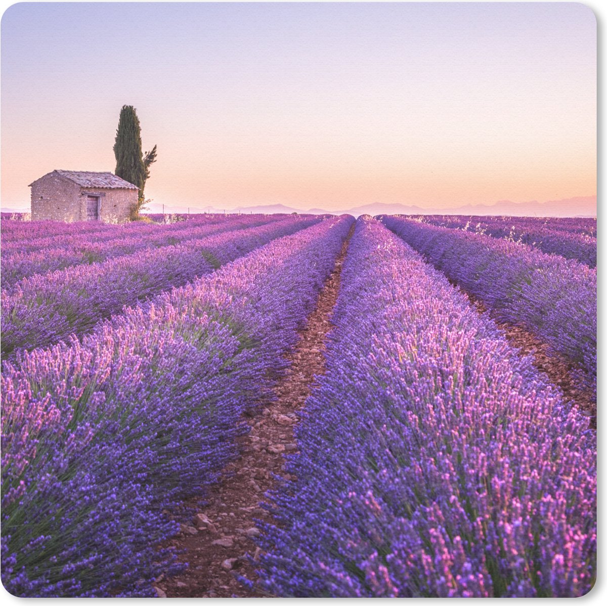 Muismat 30x30 cm - Mousepad Lavendel - Zonsondergang - Paars - Bloemen - Muismatten