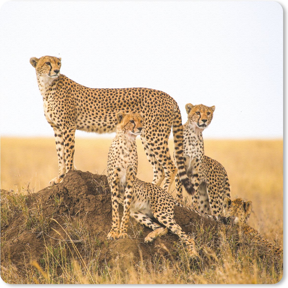 Muismat 20x20 cm - Mousepad Cheetah - Gras - Natuur - Savanne - Muismatten