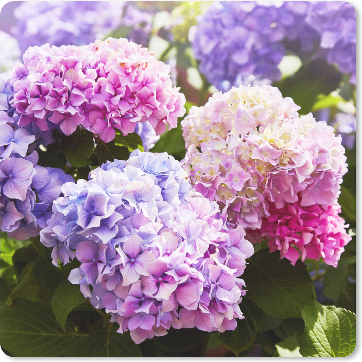 Muismat 30x30 cm - Mousepad Bloemen - Hortensia - Roze - Bladeren - Zon - Muismatten