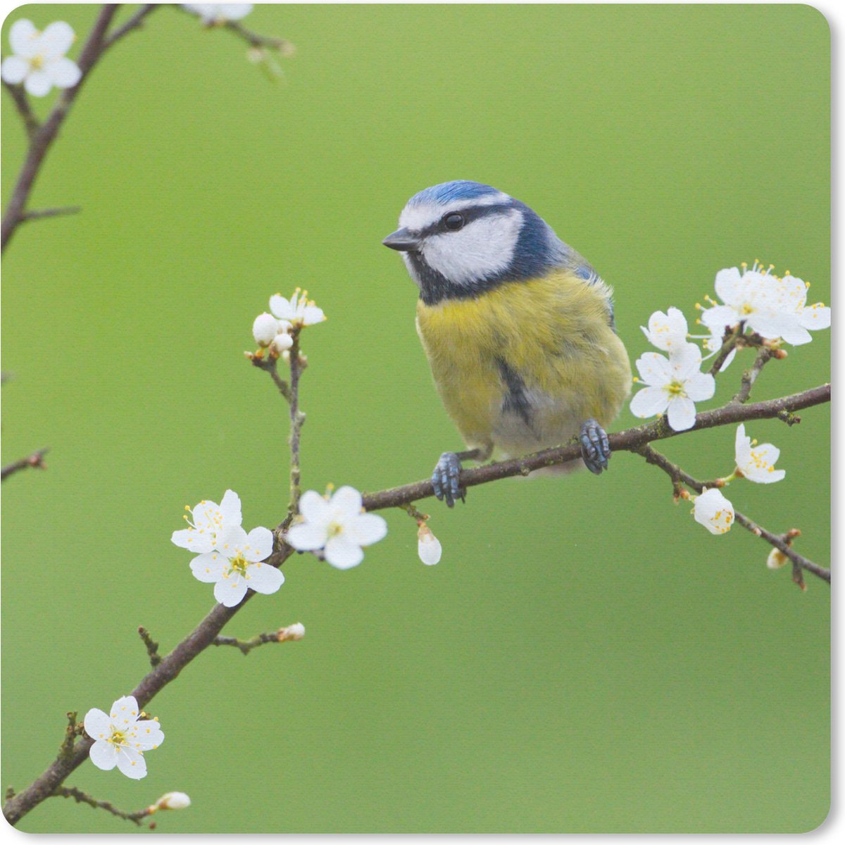 Muismat 30x30 cm - Mousepad Pimpelmees - Tak - Bloemen - Bloesem takken - Vogel - Muismatten