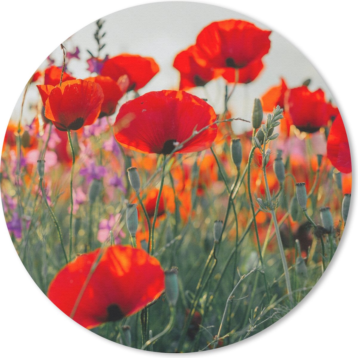 Muismat rond 30x30 cm - Mousepad Klaproos - Bloemen - Rood - Paars - Weide - Ronde muismatten