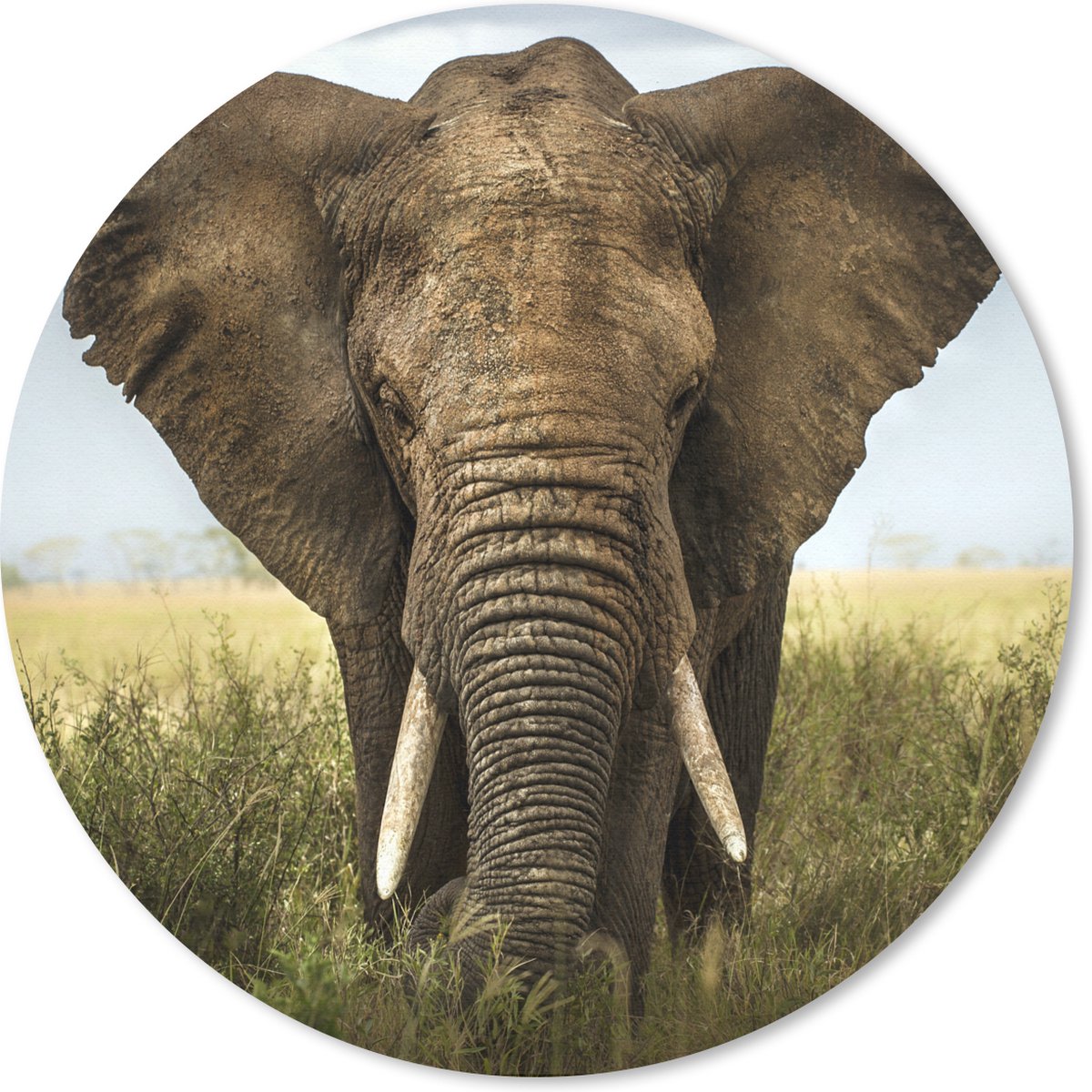 Muismat rond 50x50 cm - Mousepad Olifant - Natuur - Gras - Dieren - Landschap - Ronde muismatten