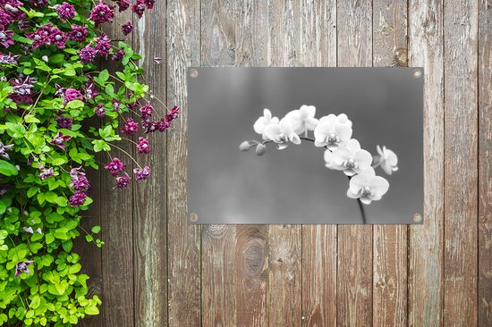 Décoration de jardin Orchidée - Fleurs - Plante - Wit - Violet - 60x40 cm - Poster jardin - Toile jardin - Poster extérieur