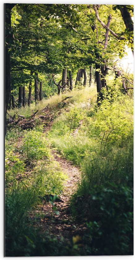 WallClassics - Dibond - Bomen op Berg omhoog - 50x100 cm Foto op Aluminium (Wanddecoratie van metaal)