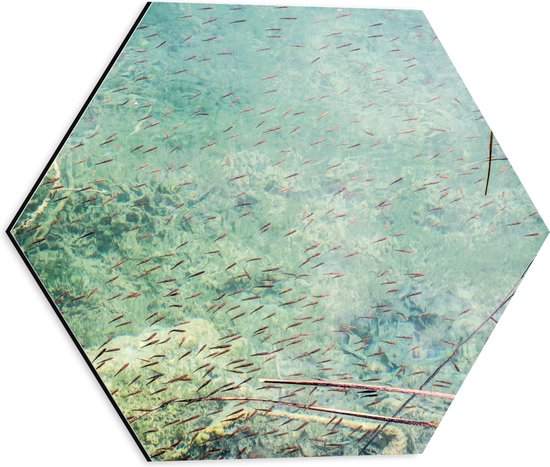 WallClassics - Dibond Hexagon - School Vissen in Helder Lichtblauw Water - 40x34.8 cm Foto op Hexagon (Met Ophangsysteem)
