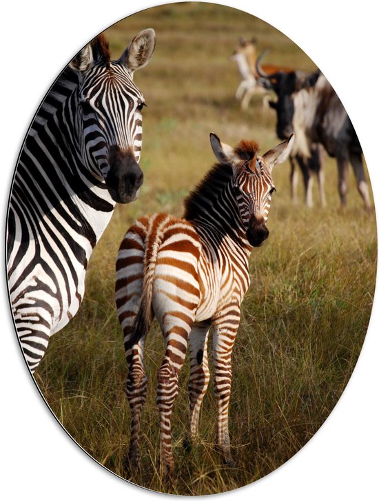 WallClassics - Dibond Ovaal - Alerte Zebra's in het Gras - 60x80 cm Foto op Ovaal (Met Ophangsysteem)