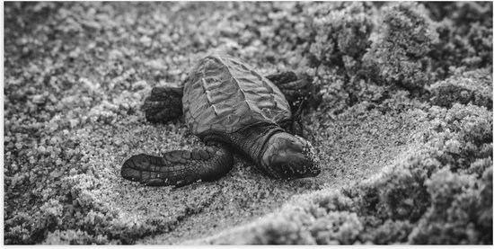WallClassics - Poster Glossy - Bébé Tortue sur la Plage Zwart - Wit - 100x50 cm Photo sur Papier Poster avec Finition Brillante