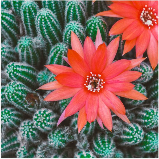WallClassics - Poster Glanzend – Rode Bloemen op Cactusjes - 50x50 cm Foto op Posterpapier met Glanzende Afwerking
