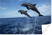 Affiche Dauphin - Mer - Animal - 60x40 cm