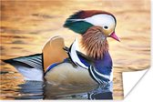Poster Canard mandarin dans l'eau en automne papier 60x40 cm - Tirage photo sur Poster (décoration murale salon / chambre) / Poster Animaux sauvages