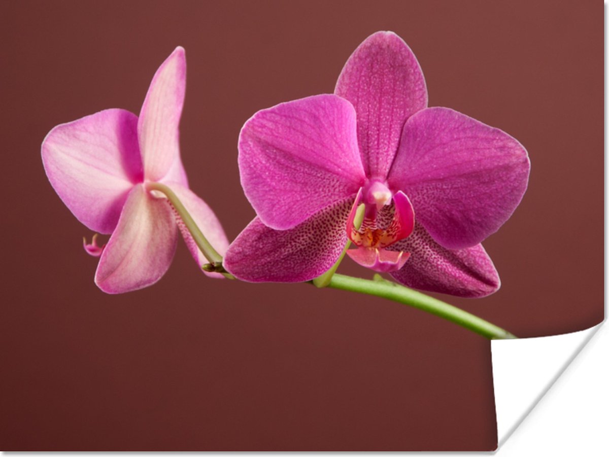 Poster Bloemen - Orchideeën - Roze - 40x30 cm