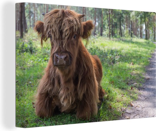 Tableau sur Toile Scottish Highlander - Crapaud - Animaux - 120x80 cm - Décoration murale