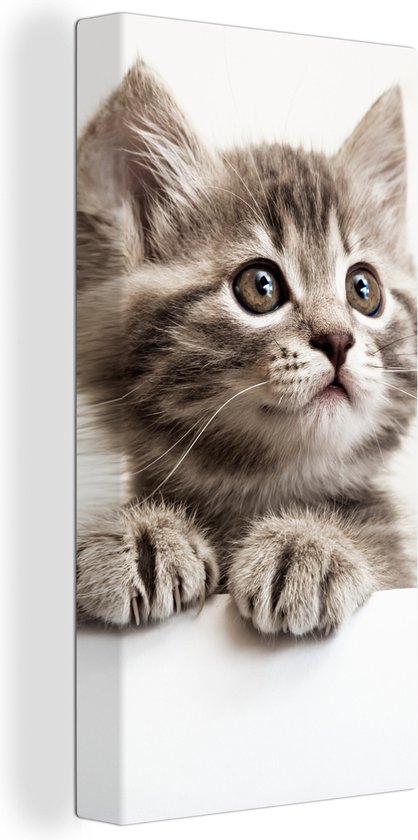 Canvas - Canvas doek - Kat - Grijs - Poes - Kitten - Katten op canvas - Dieren - Dier... bol.com