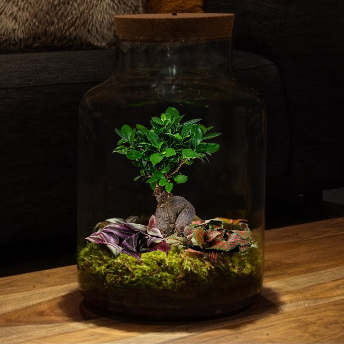 Planten terrarium - Teddy bonsai - Ecosysteem plant - ↑ 26,5 cm – - Kerstpakketten 2023