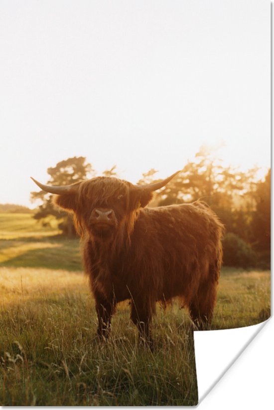 Poster Schotse hooglander - Gras - Zon