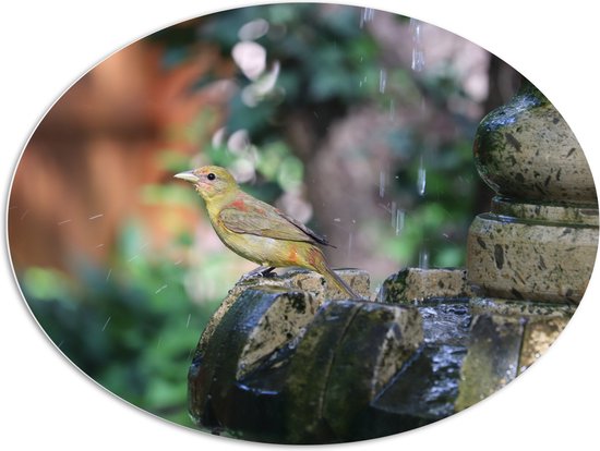 WallClassics - PVC Schuimplaat Ovaal - Gele Tangare Vogel bij een Fontein - 108x81 cm Foto op Ovaal  (Met Ophangsysteem)
