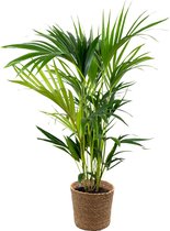 Howea Forsteriana Incl. Zeegras Mand - Kentia palm - Kamerplant - Luchtzuiverende plant voor binnen - ⌀19 cm - 90-100 cm
