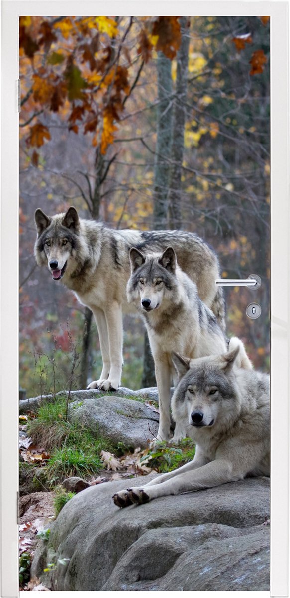 Deurposter 80x215 cm - Deursticker Wolven - Rots - Bos - Meubelfolie zelfklevend - Deurfol