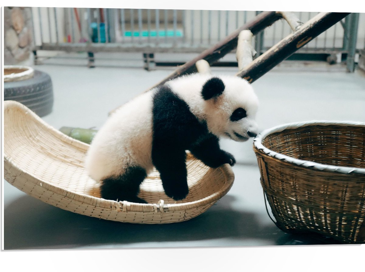 PVC Schuimplaat - Baby Panda in Verblijf - 75x50 cm Foto op PVC Schuimplaat (Met Ophangsysteem)