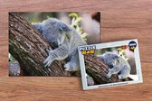 Puzzel Koala - Boom - Slapen - Kinderen - Jongens - Meiden - Legpuzzel - Puzzel 1000 stukjes volwassenen