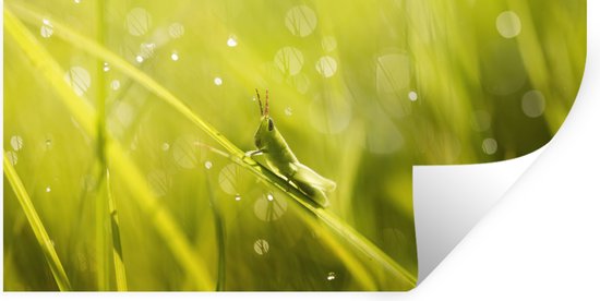 Stickers muraux - Feuille Autocollant - Sauterelle - Herbe - Vert - 120x60 cm - Film Adhésif - Stickers muraux Chambre Enfant - Papier Peint Auto Adhésif