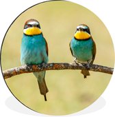 WallCircle - Cercle mural - Vogels - Animaux - Guêpier - Aluminium - Dibond - ⌀ 120 cm - Intérieur et extérieur XXL