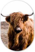 Ovale Mural - Ovale Mural - Décoration murale Plastique - Peinture Ovale - Highlander écossais - Paysage - Vache - Marron - Animaux - Nature - 40x60 cm - Forme miroir ovale sur plastique