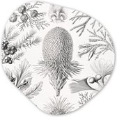 Organische Wanddecoratie - Kunststof Muurdecoratie- Organisch Schilderij - Coniferen - Ernst Haeckel - Kunst - Retro - Illustratie - Natuur- 90x90 cm - Organische spiegel vorm op kunststof