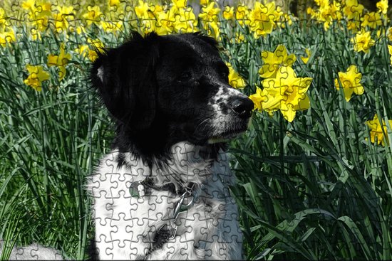 Fotofabriek puzzel hond | Puzzel dieren | Puzzel 250 stukjes | Puzzel honden (liggend)