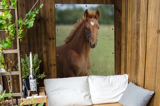 Affiche jardin - Toile Posters de jardin extérieur - Cheval - Animal - Herbe - 90x120 cm - Jardin