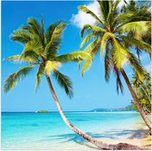 WallClassics - Poster Glanzend – Tropisch Strand met Palm Bomen - 50x50 cm Foto op Posterpapier met Glanzende Afwerking