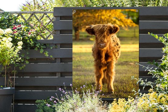 Affiche jardin - Toile Posters de jardin extérieur - Highlander écossais - Veau - Automne - 90x120 cm - Jardin