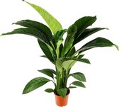 Spathiphyllum Sensation 150 cm