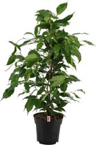 Ficus Binnendijkii Danita