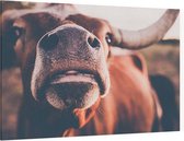 Texas longhorn van dichtbij - Foto op Canvas - 60 x 40 cm