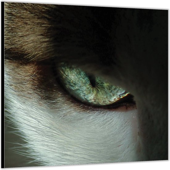 Dibond –Ingezoomd Oog van Kat– 80x80 Foto op Aluminium (Wanddecoratie van metaal)