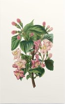 Weigela Heester Aquarel (Weigela) - Foto op Forex - 60 x 90 cm