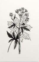 Physospermum Cornubiense zwart-wit (Cornish Bladder Seed) - Foto op Forex - 80 x 120 cm