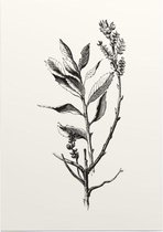 Wilde Gagel zwart-wit (Dutch Myrtle) - Foto op Posterpapier - 50 x 70 cm (B2)