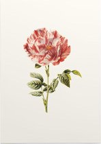 Darnastroos (York Lancaster Rose White) - Foto op Posterpapier - 29.7 x 42 cm (A3)