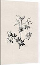 Rankende Helmbloem zwart-wit (Climbing Corydalis) - Foto op Canvas - 60 x 90 cm